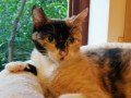 Molly (2)27